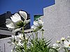 PICT8997.JPG
