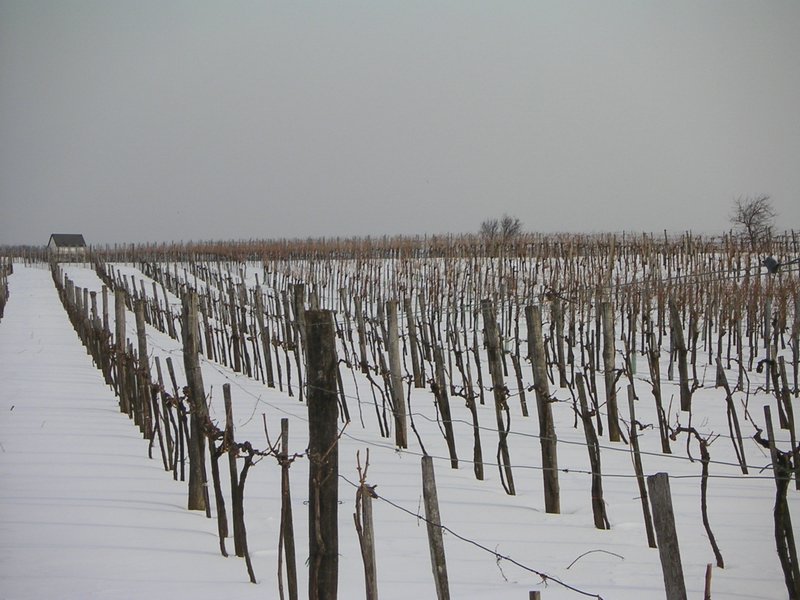 PICT4540.JPG